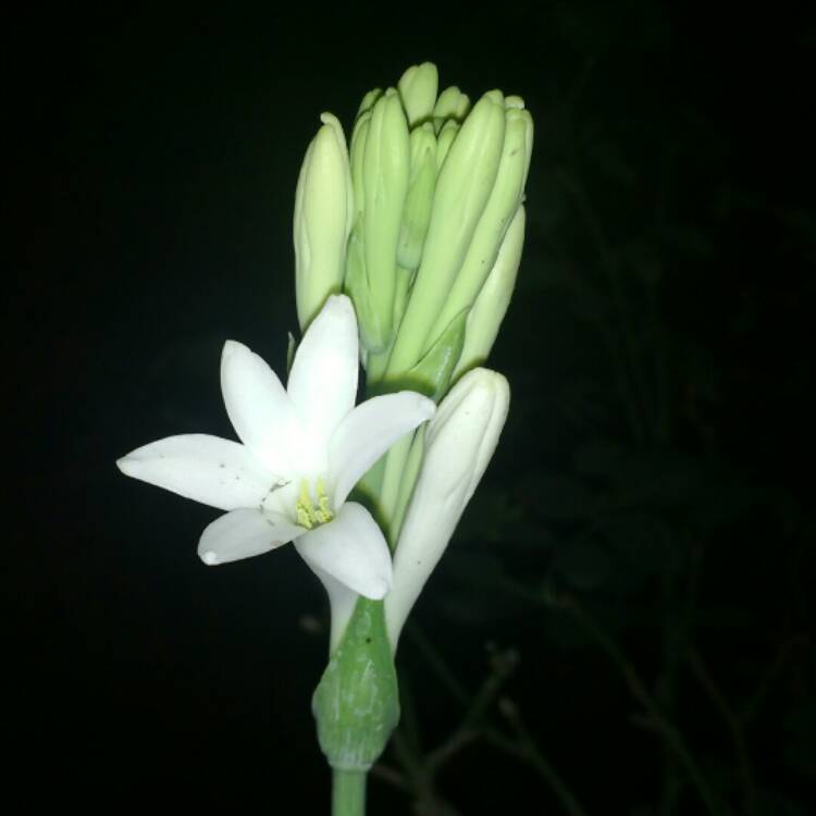 plant image 813875 plant image 813875