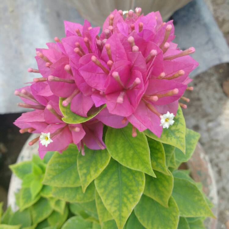 plant image 813880 plant image 813880