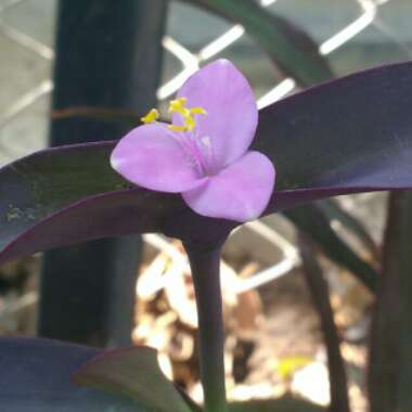 Tradescantia pallida
