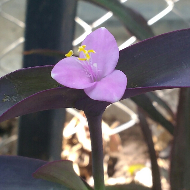 plant image 813883 plant image 813883