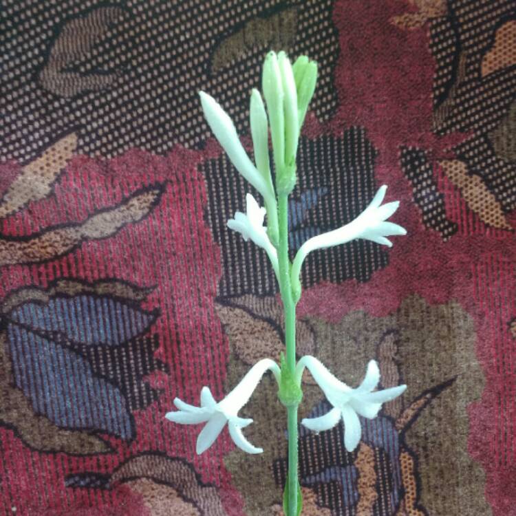 plant image 818444 plant image 818444