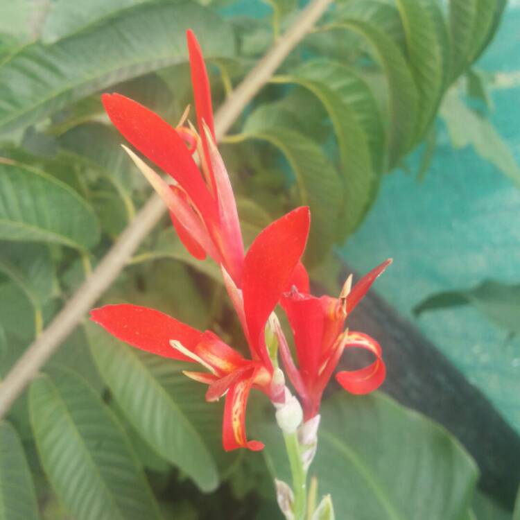 plant image 835987 plant image 835987