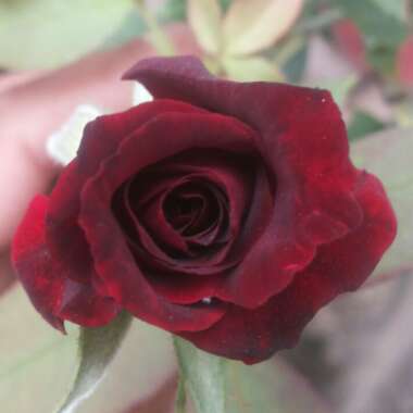 Rosa 'Korfleur' syn. Rosa 'Black Beauty'