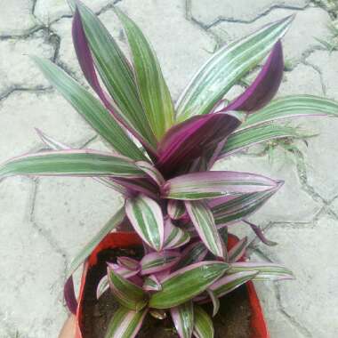 Tradescantia spathacea  syn. Rhoeo spathacea, Rhoeo discolor