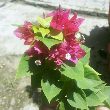 Bougainvillea