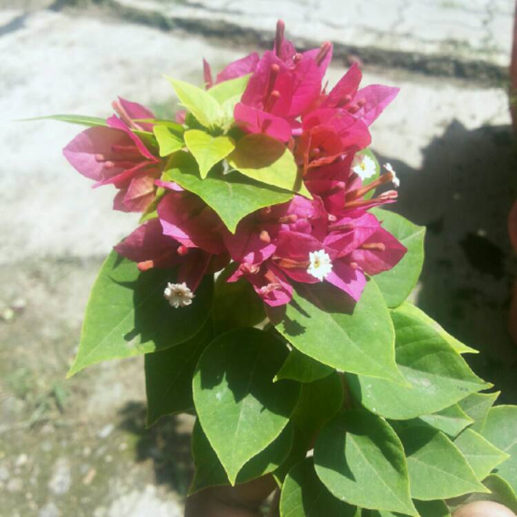 plant image 838142 plant image 838142