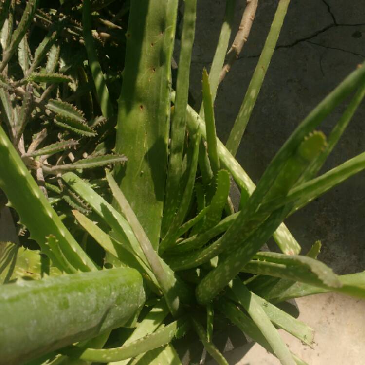 plant image 855548