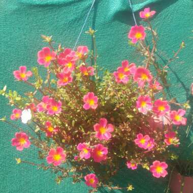 Portulaca hybrid 'Balriorg' Rio™ Orange, (Rio™ Series) PP17241 'Balriorg' Rio Orange