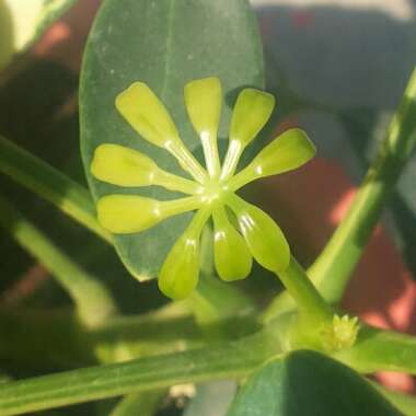 Schefflera Arboricola 'Jacqueline'