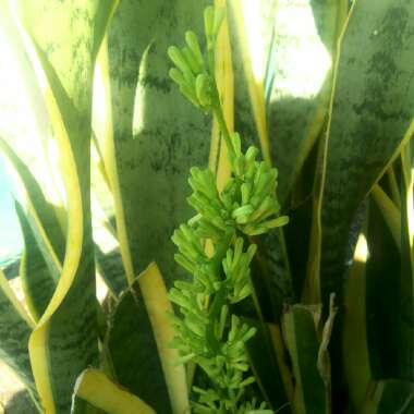 Sansevieria