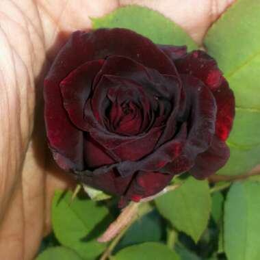 Rosa 'Korfleur' syn. Rosa 'Black Beauty'