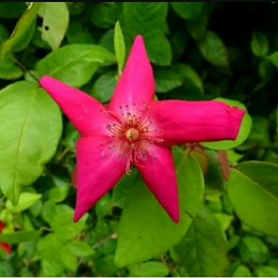 plant image 948246