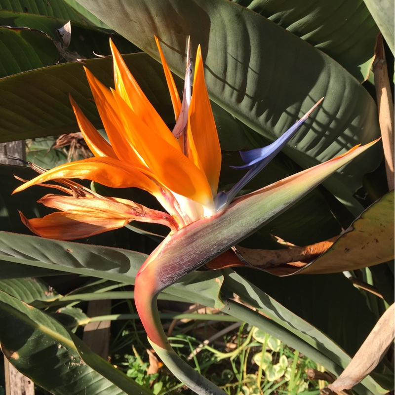 Sharon's garden
