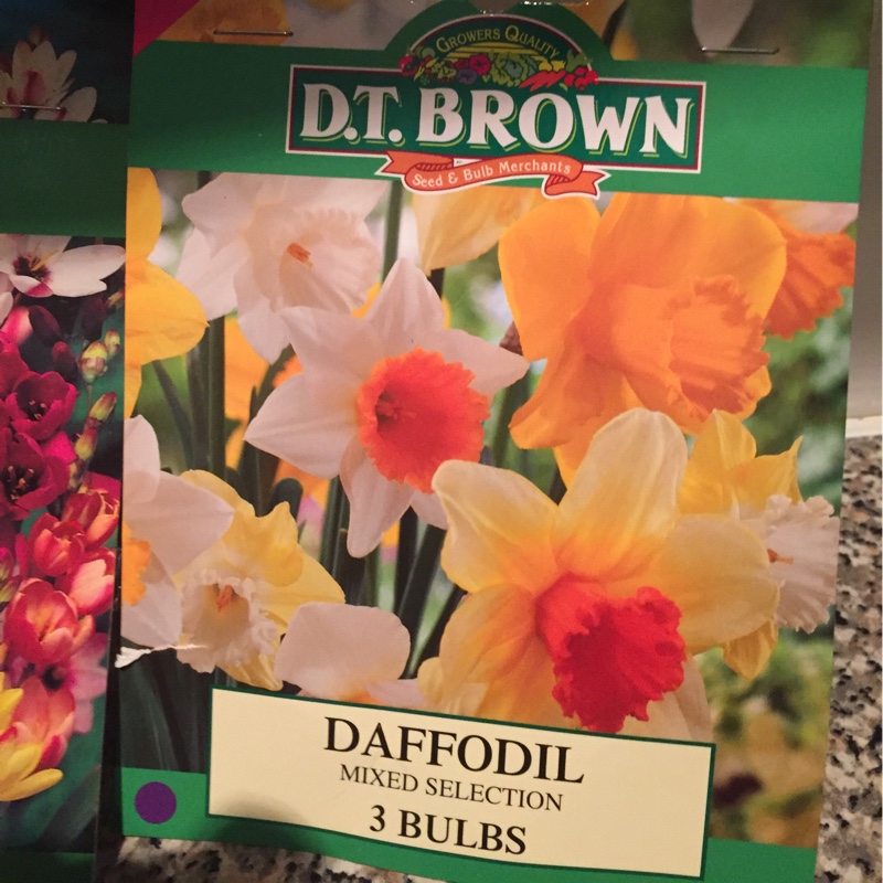 Daffodil 'Nosie Posie' (Cyclamineus)