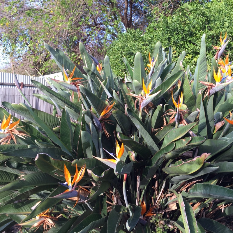 Sharon's garden