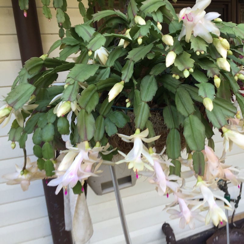 Sharon's garden