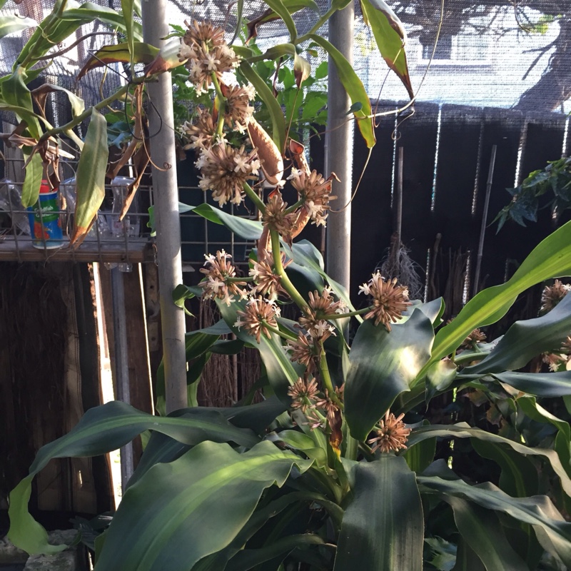 Sharon's garden