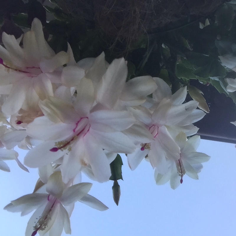 Sharon's garden