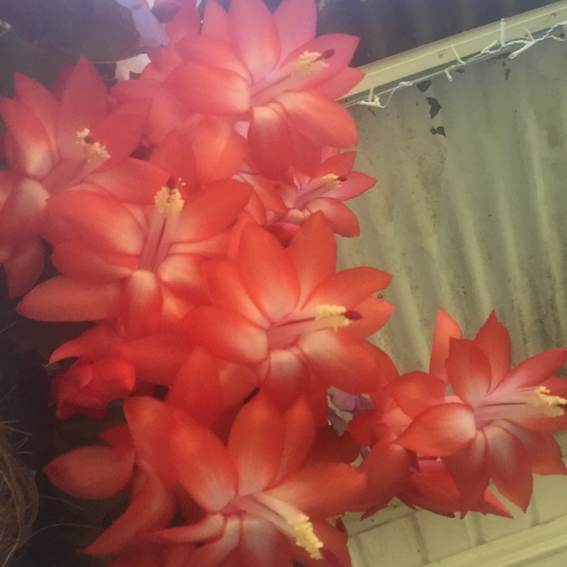 Plant image Schlumbergera truncata Rio Brazil