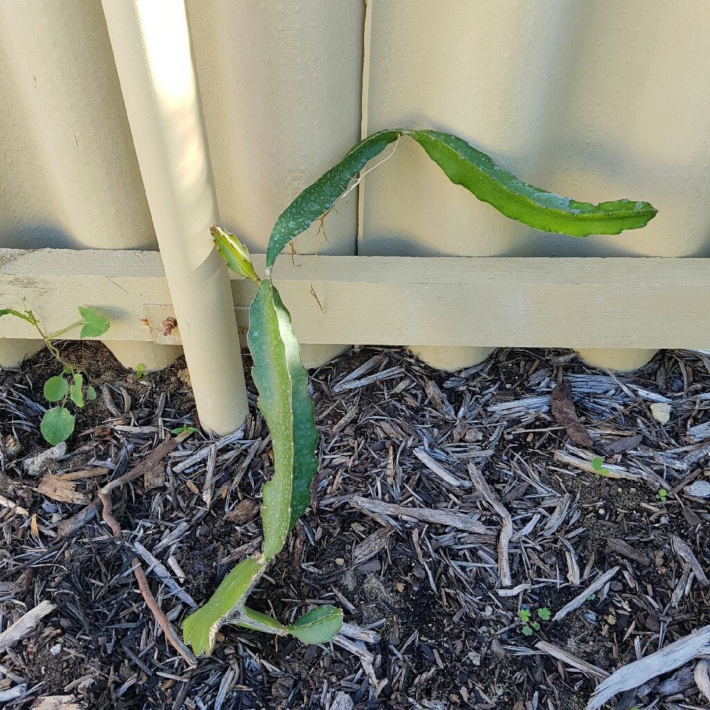 plant image 27387