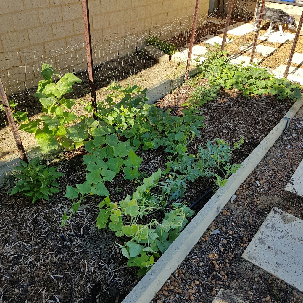 plant image 27388