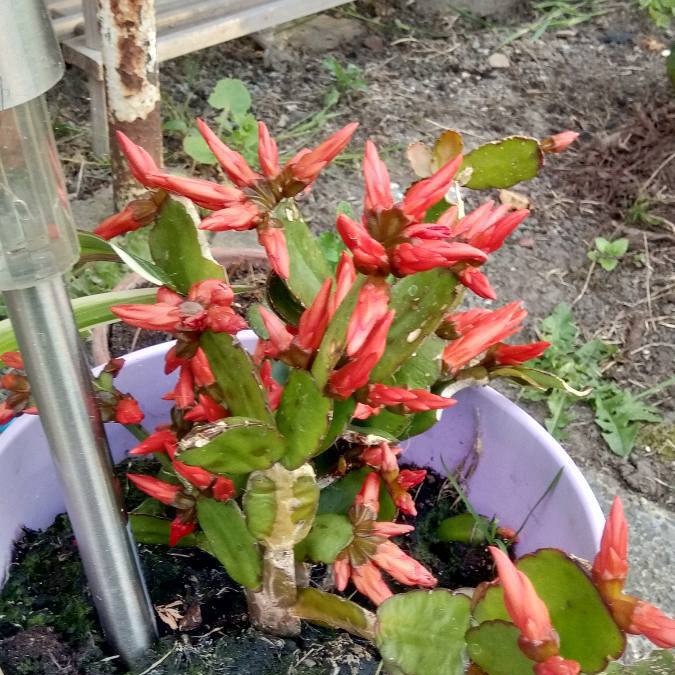 Plant image Schlumbergera truncata Christmas Flame