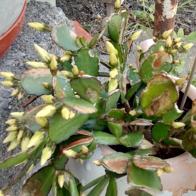 plant image 1123359