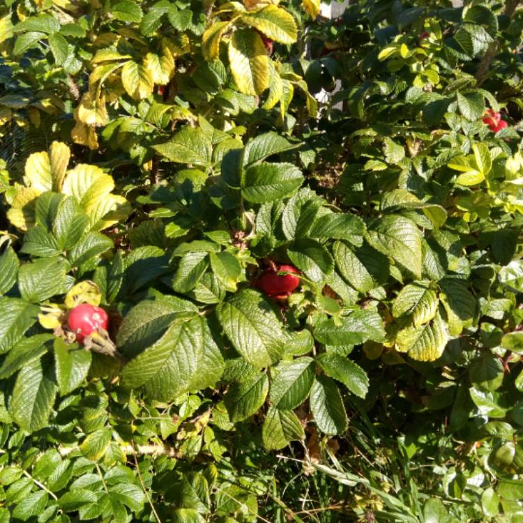 Plant image Rosa rugosa 'Typica'