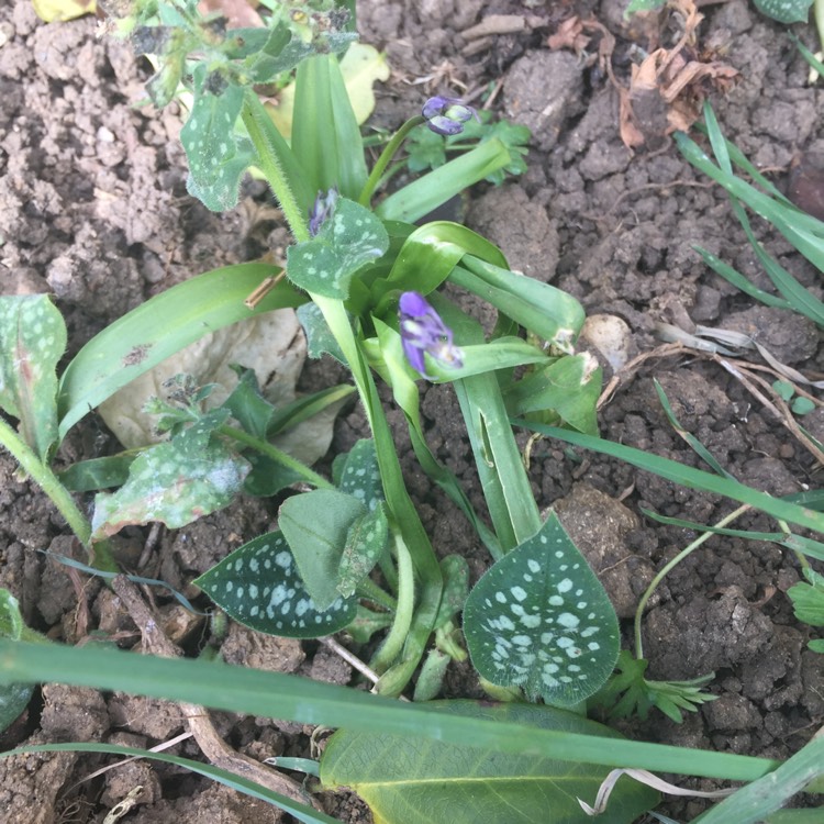 plant image 359392