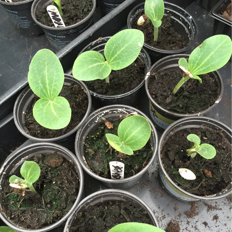 Plant image Cucurbita Pepo 'Sunburst Patty Pan'