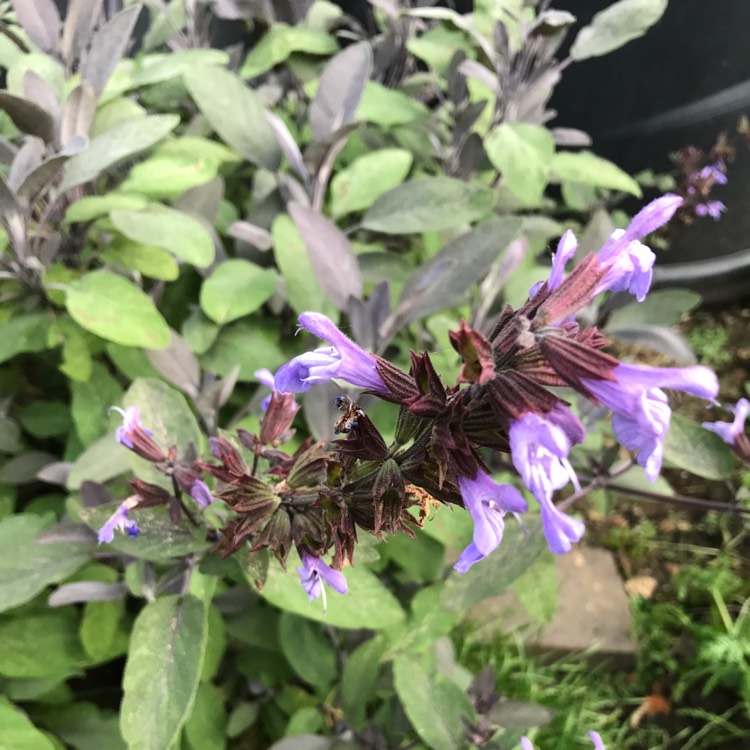 Plant image Salvia officinalis 'Purpurascens'