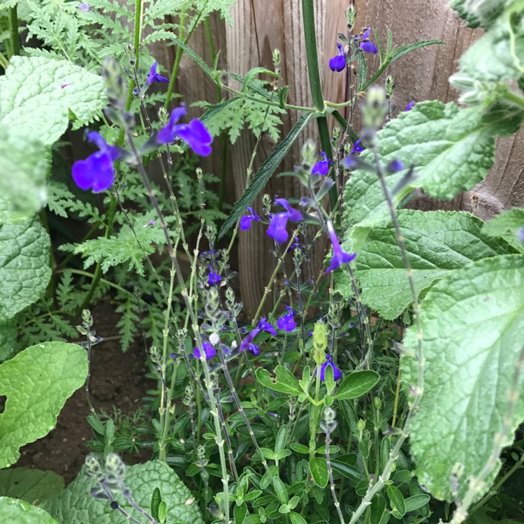 Plant image Salvia Microphylla 'Blue Note'