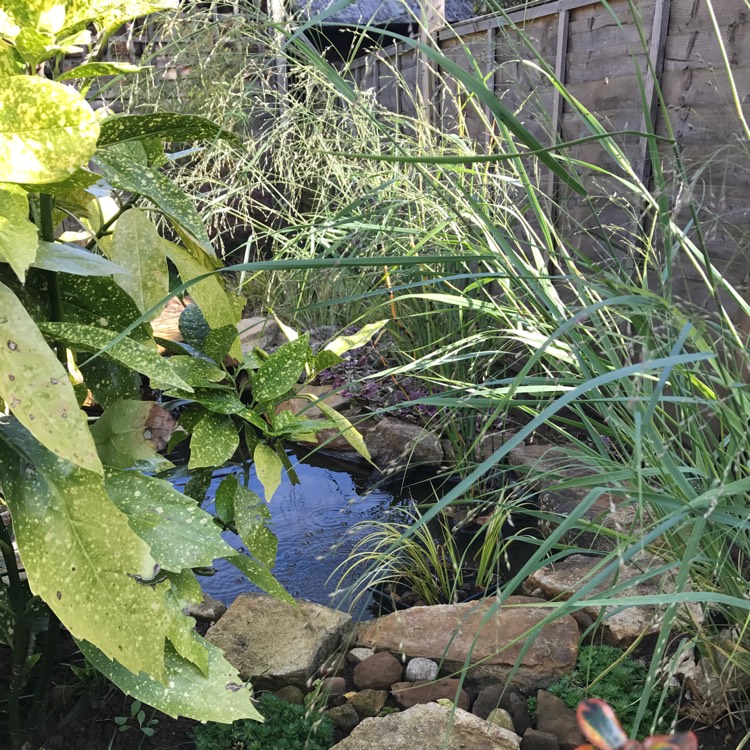 plant image 552932
