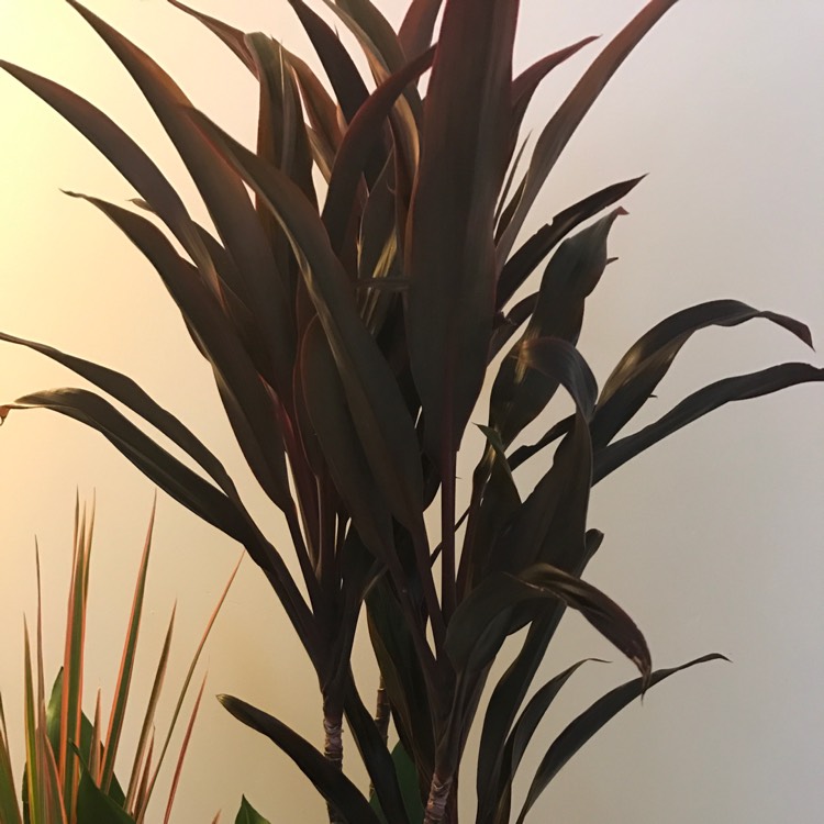 plant image 366275