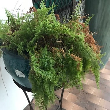 Adiantum Mairisii