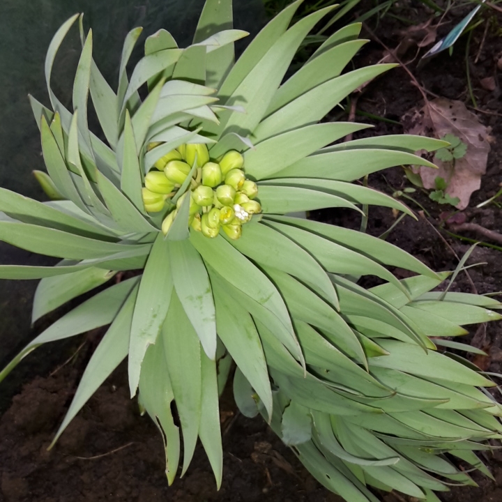 Plant image Fritillaria persica 'Adiyaman'
