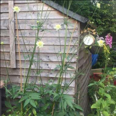 Giant Scabious