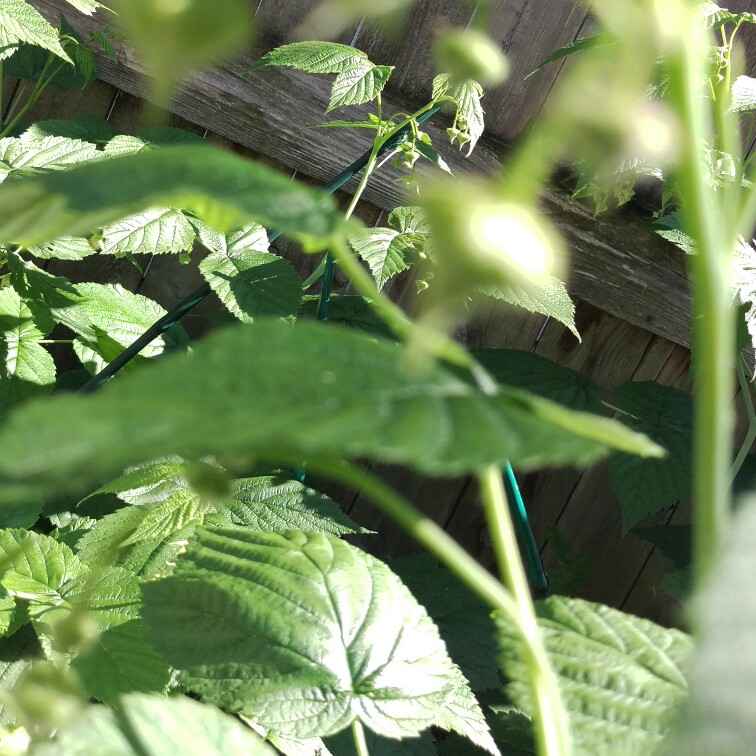 Shayla's garden