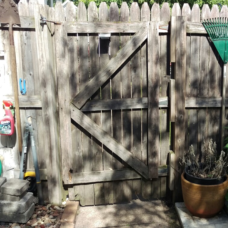 Shayla's garden