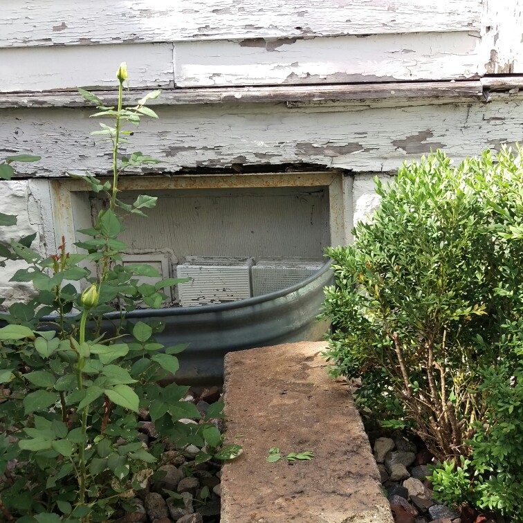 Shayla's garden
