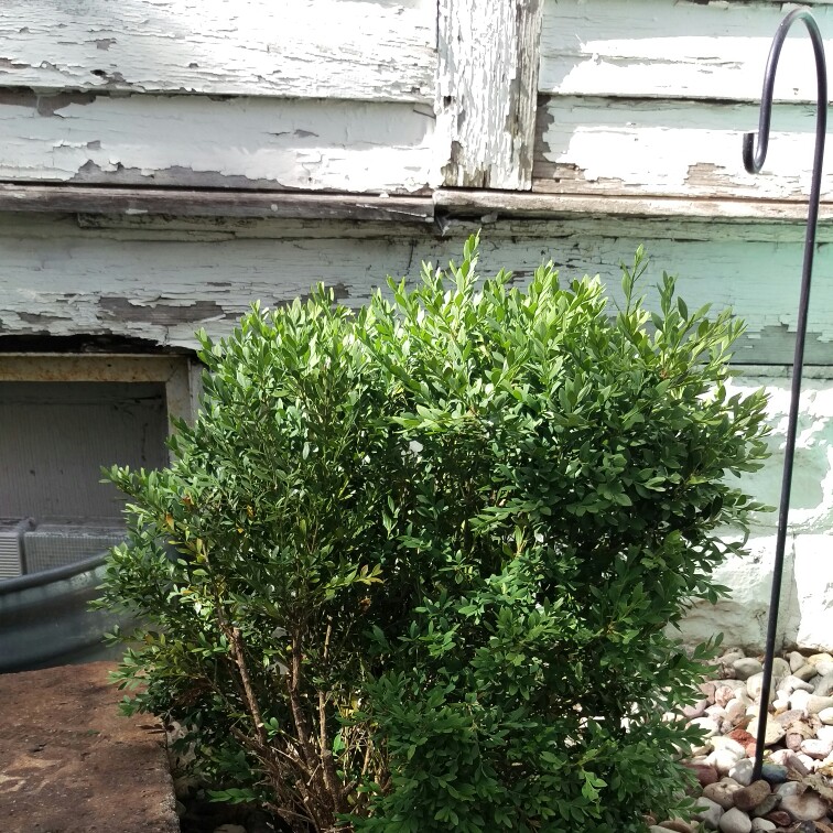 Shayla's garden