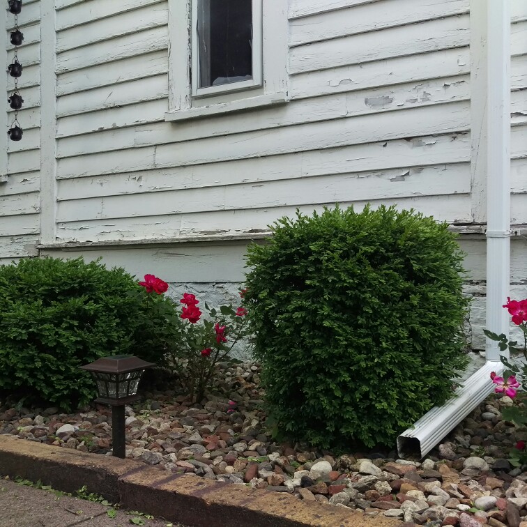 Shayla's garden