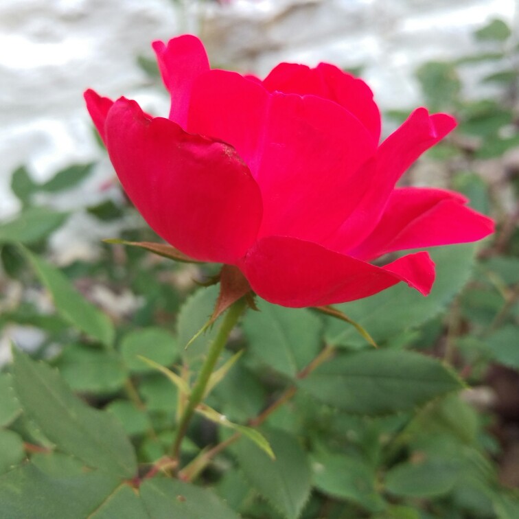 Shayla's garden