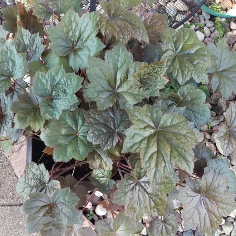 Alumroot 'Obsidian Coral bells'