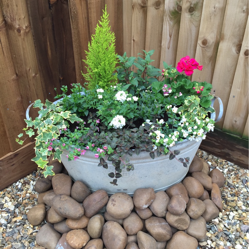 Sheena's garden