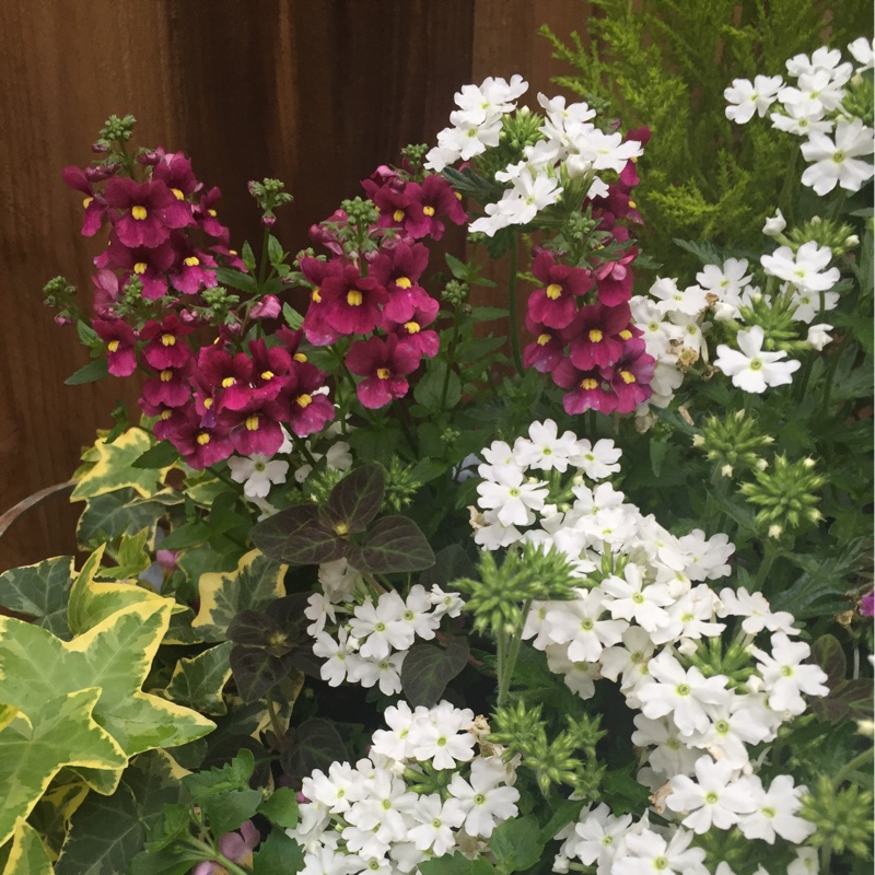 Sheena's garden