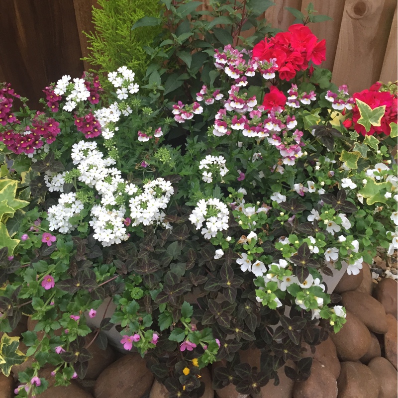 Sheena's garden