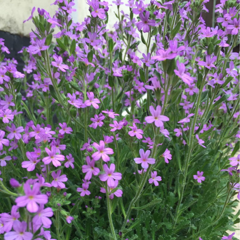 Sheena's garden