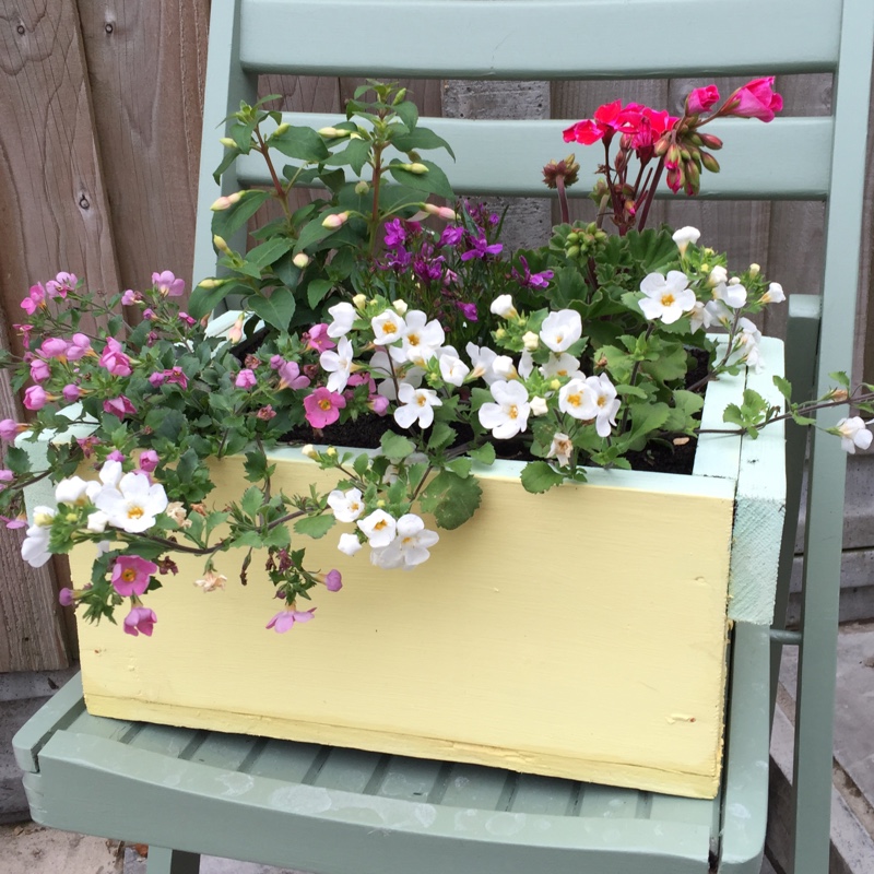 Sheena's garden