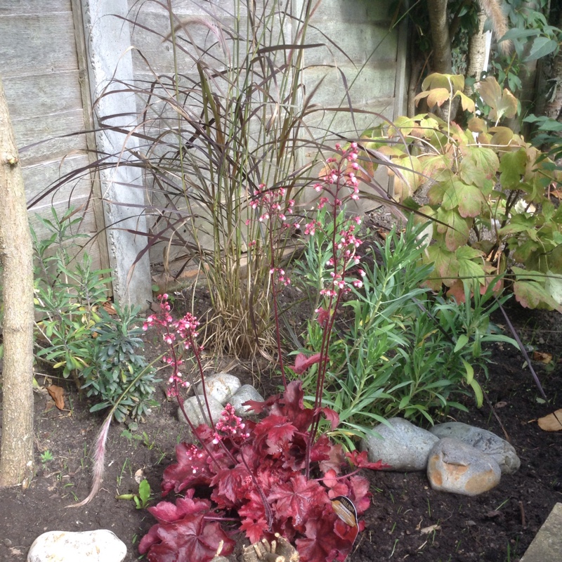 Plant image Heuchera 'Fire Chief'
